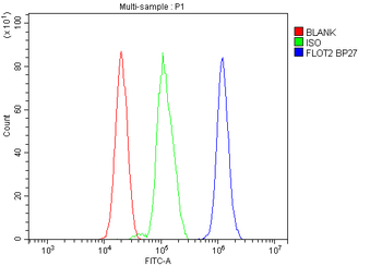 Flotillin 2/FLOT2 Antibody
