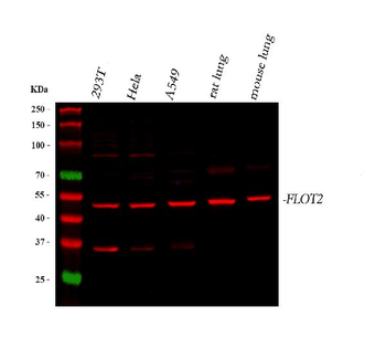 Flotillin 2/FLOT2 Antibody