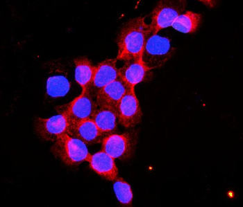 Flotillin 2/FLOT2 Antibody
