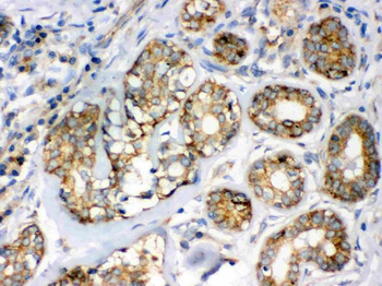 Flotillin 2/FLOT2 Antibody