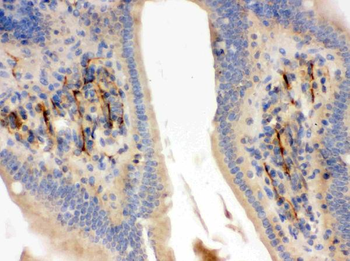 Flotillin 2/FLOT2 Antibody