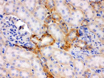 Flotillin 2/FLOT2 Antibody