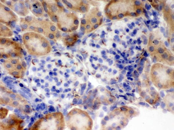 Flotillin 2/FLOT2 Antibody