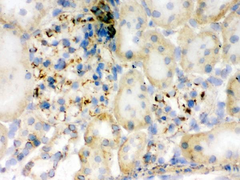 Flotillin 2/FLOT2 Antibody