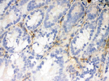 Flotillin 2/FLOT2 Antibody
