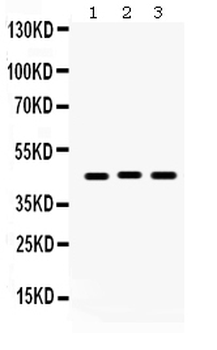 Connexin 45/GJA7/GJC1 Rabbit Polyclonal Antibody