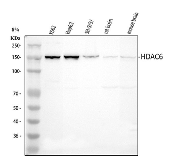 HDAC6 Rabbit Polyclonal Antibody