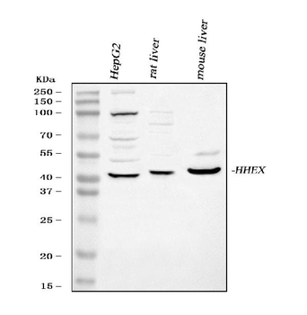 Hex/HHEX Rabbit Polyclonal Antibody