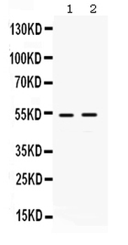 HSF4 Rabbit Polyclonal Antibody