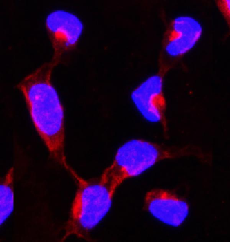 Hsp90 alpha/HSP90AA1 Antibody