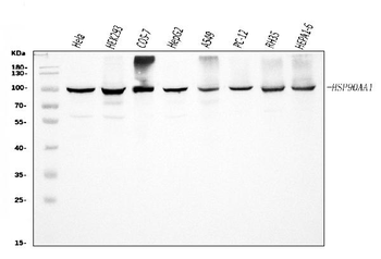 Hsp90 alpha/HSP90AA1 Antibody