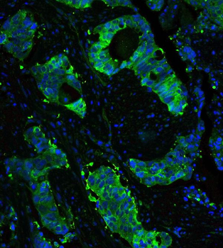 Hsp90 beta/HSP90AB1 Antibody