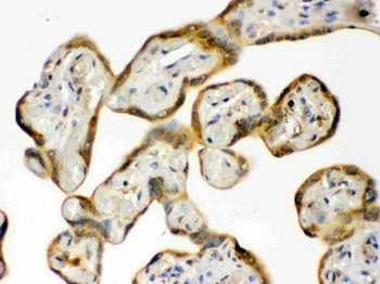Hsp90 beta/HSP90AB1 Antibody