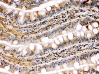 Hsp90 beta/HSP90AB1 Antibody