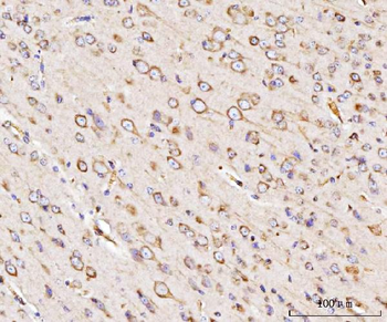 GRP94/HSP90B1 Antibody