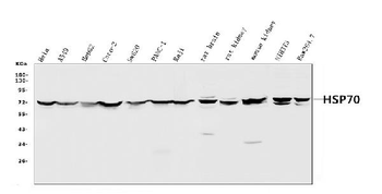 Hsp70/HSPA1A/HSPA1B Rabbit Polyclonal Antibody