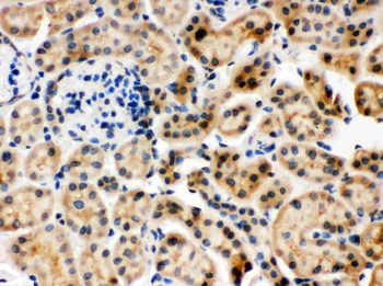 Hsc70/HSPA8 Antibody