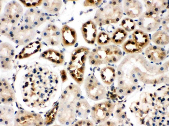 Hsc70/HSPA8 Antibody