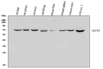 Hsc70/HSPA8 Antibody