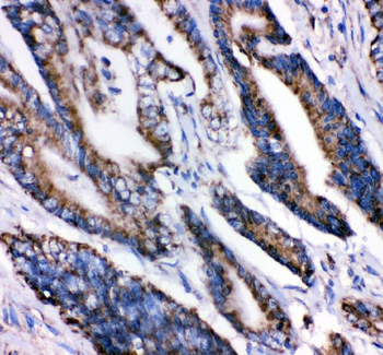 Grp75/HSPA9 Antibody