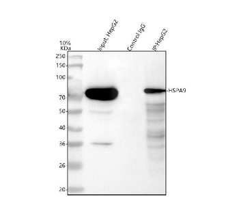 Grp75/HSPA9 Antibody