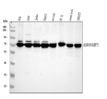 Grp75/HSPA9 Antibody