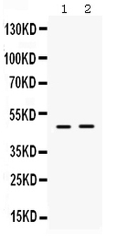 ING1 Rabbit Polyclonal Antibody