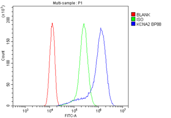 Kv1.2/KCNA2 Rabbit Polyclonal Antibody