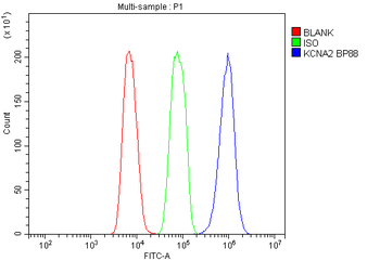 Kv1.2/KCNA2 Rabbit Polyclonal Antibody