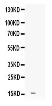 Leptin Rabbit Polyclonal Antibody