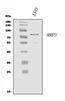 MMP9 Antibody