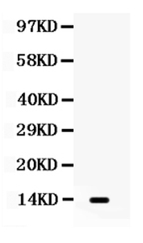 Lymphotactin/XCL1 Antibody
