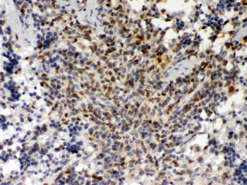 PU.1/Spi1 Antibody