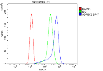 GRK3/ADRBK2 Rabbit Polyclonal Antibody