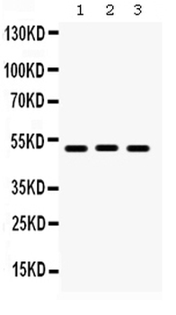 BMP5 Rabbit Polyclonal Antibody