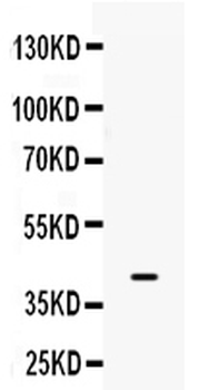 BMP6 Rabbit Polyclonal Antibody