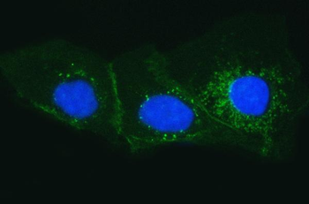 Tissue Factor/F3 Antibody