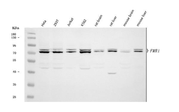 FMRP/FMR1 Rabbit Polyclonal Antibody