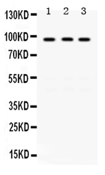 KAT2A/GCN5 Antibody