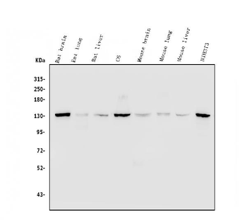 Myosin Phosphatase/PPP1R12A Antibody