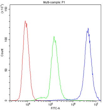 Myosin Phosphatase/PPP1R12A Antibody