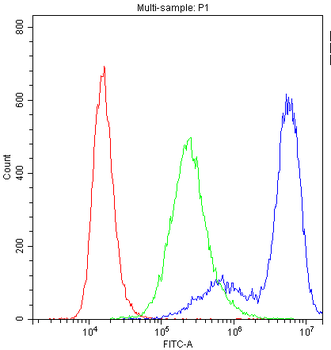 Myosin Phosphatase/PPP1R12A Antibody