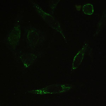 Myosin Phosphatase/PPP1R12A Antibody