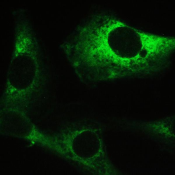 Myosin Phosphatase/PPP1R12A Antibody