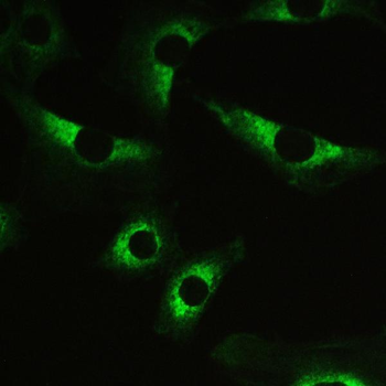 Myosin Phosphatase/PPP1R12A Antibody