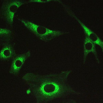 Myosin Phosphatase/PPP1R12A Antibody