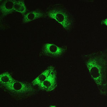 Myosin Phosphatase/PPP1R12A Antibody