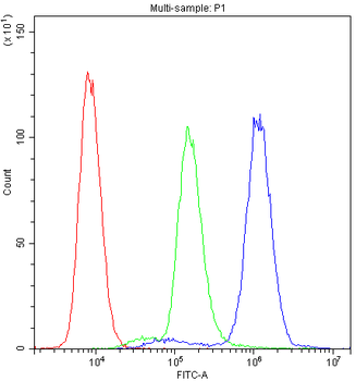 PTP4A2 Rabbit Polyclonal Antibody