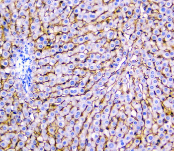 SLC10A1 Rabbit Polyclonal Antibody