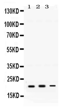 GTPase HRAS Rabbit Polyclonal Antibody